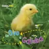 De ovo a galinha
